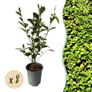 thumbnail_6000-908.jpg 8x Ligustrum ovalifolium - Gewone Liguster - Groenblijvend - Groen