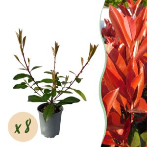 thumbnail_6000-919.jpg 8x Photinia fraseri Red Robin - Glansmispel - Groenblijvend - Rood