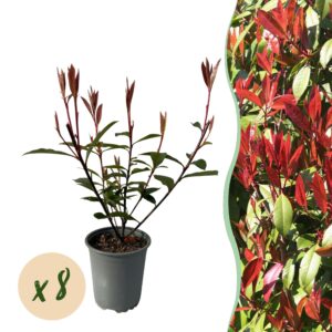thumbnail_6000-930.jpg 8x Photinia fraseri Carre Rouge - Glansmispel - Groenblijvend - Rood