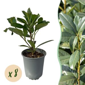 thumbnail_6000-941.jpg 8x Prunus laur. Caucasica - Laurierkers - Groenblijvend - Groen