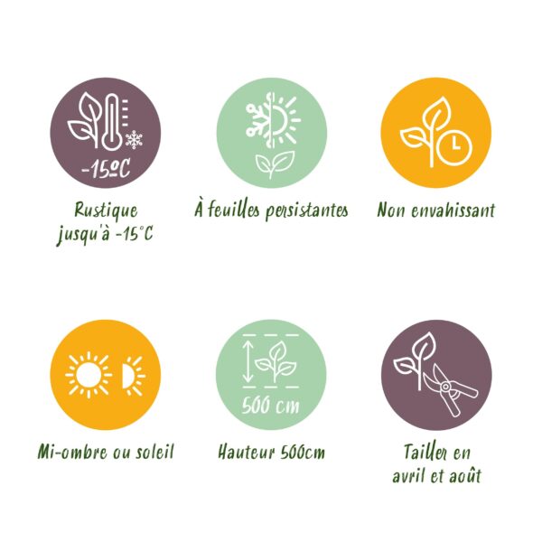 Prunus laurocerasus Caucasica- blad groen - 8 planten - 1 strekkende meter - groenblijvend - pot 9cm hoogte 30-35cm - Haagplanten