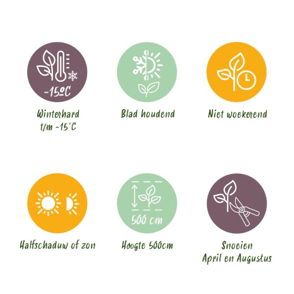 Prunus laurocerasus Caucasica- blad groen - 8 planten - 1 strekkende meter - groenblijvend - pot 9cm hoogte 30-35cm - Haagplanten