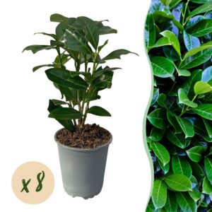 thumbnail_6000-952.jpg 8x Prunus laur. Novita - Laurierkers - Groenblijvend - Groen