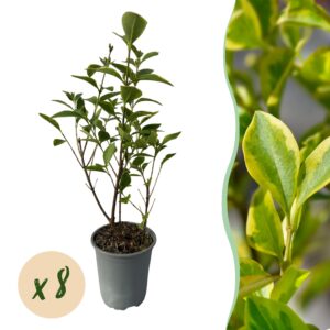 thumbnail_6000-976.jpg 8x Ligustrum ovalifolium Aureum - Bontbladige Liguster - Groenblijvend - Bont