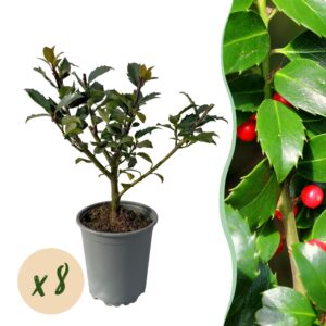 thumbnail_6000-998.jpg Ilex Blue maid- blad groen - 8 planten - 1 strekkende meter - groenblijvend - pot 9cm hoogte 25-30cm - Haagplanten