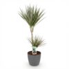 Dracaena Marginata Bicolor - Drakenbloedboom - Weinig onderhoud - Groen - met Potter Grijs