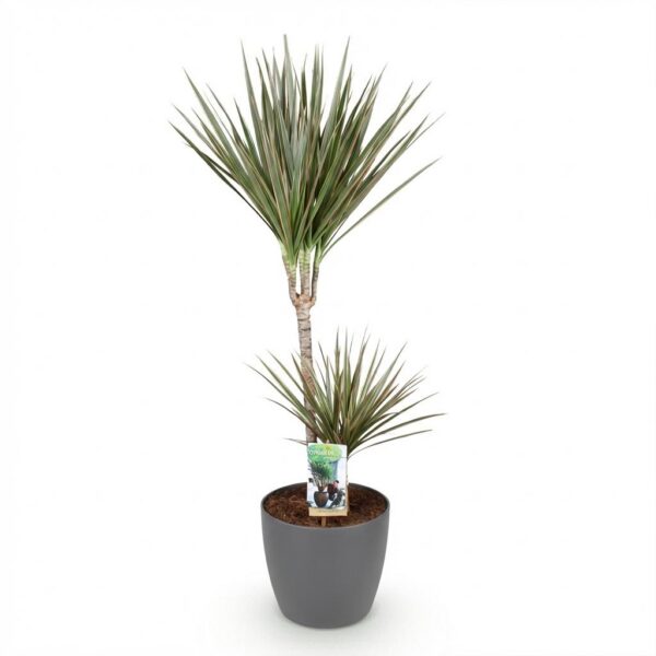 Dracaena Marginata Bicolor - Drakenbloedboom - Weinig onderhoud - Groen - met Potter Grijs