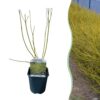 Cornus alba Flaviramea - Groene Takken - Bladverliezend - Weinig Onderhoud