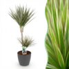 Dracaena Marginata Bicolor - Drakenbloedboom - Weinig onderhoud - Groen - met Potter Grijs