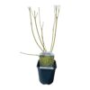 Cornus alba Flaviramea - Groene Takken - Bladverliezend - Weinig Onderhoud