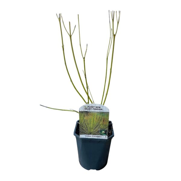 Cornus alba Flaviramea - Groene Takken - Bladverliezend - Weinig Onderhoud
