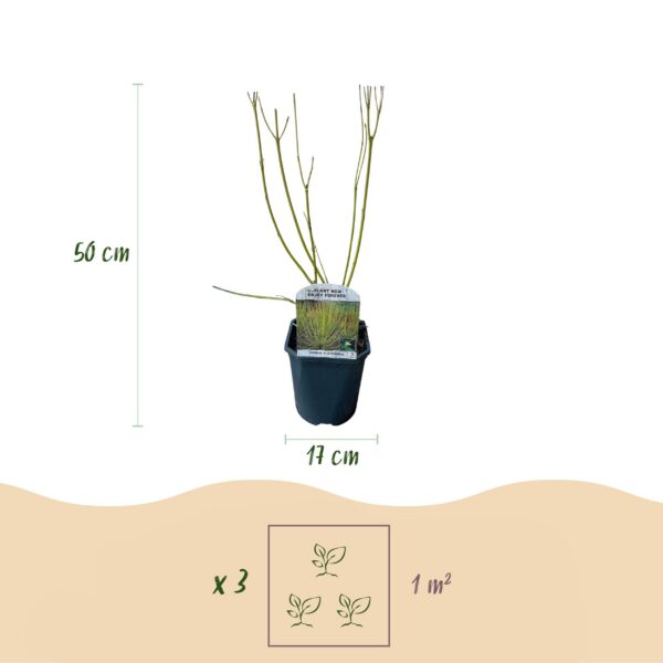 Cornus alba Flaviramea - Groene Takken - Bladverliezend - Weinig Onderhoud