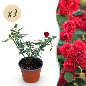 thumbnail_6000-129.jpg Tuin Roos - Rosa Rote The Fairy - Roos - Winterhard - Rood - 3 Planten
