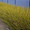 Cornus alba Flaviramea - Groene Takken - Bladverliezend - Weinig Onderhoud