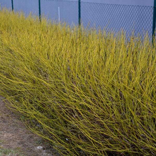Cornus alba Flaviramea - Groene Takken - Bladverliezend - Weinig Onderhoud