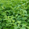 Cornus alba Flaviramea - Groene Takken - Bladverliezend - Weinig Onderhoud
