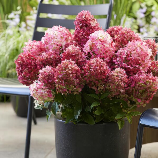 Hydrangea panniculata Living Little Rosy - Pluimhortensia - Winterhard - Roze - 3 Planten