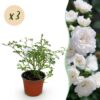 Tuin Roos - Rosa White Fairy - Roos - Winterhard - Wit - 3 Planten