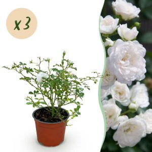 thumbnail_6000-154.jpg Tuin Roos - Rosa White Fairy - Roos - Winterhard - Wit - 3 Planten