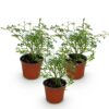 Tuin Roos - Rosa White Fairy - Roos - Winterhard - Wit - 3 Planten