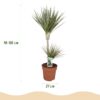 Dracaena Marginata Bicolor - Drakenbloedboom - Weinig onderhoud - Groen - met Potter Grijs