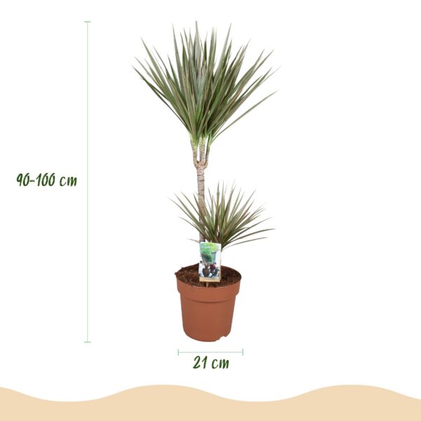 Dracaena Marginata Bicolor - Drakenbloedboom - Weinig onderhoud - Groen - met Potter Grijs