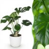 Monstera Deliciosa - Gatenplant - Weinig onderhoud - Groen - met Potter Wit
