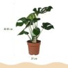 Monstera Deliciosa - Gatenplant - Weinig onderhoud - Groen - met Potter Wit