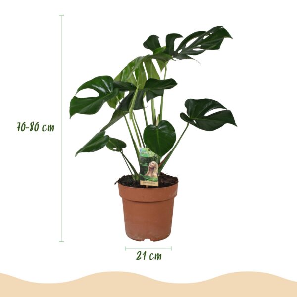 Monstera Deliciosa - Gatenplant - Weinig onderhoud - Groen - met Potter Wit