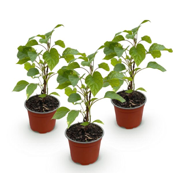 Hydrangea arborescens Annabelle - Pluimhortensia - Winterhard - Wit - 3 Planten