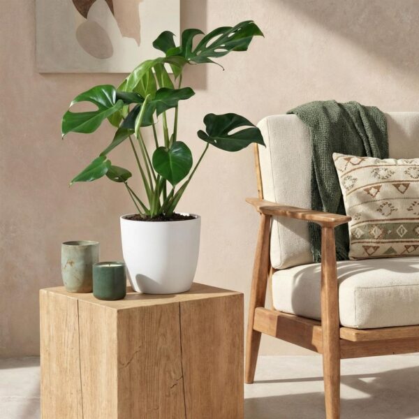 Monstera Deliciosa - Gatenplant - Weinig onderhoud - Groen - met Potter Wit