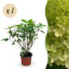Hydrangea panniculata Limelight - Pluimhortensia - Winterhard - Lime Groen - 3 Planten