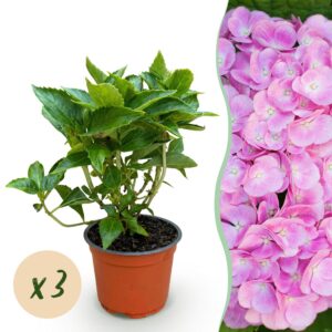 thumbnail_6000-296.jpg Hydrangea macrophylla Roze - Hortensia - Winterhard - Roze - 3 Planten