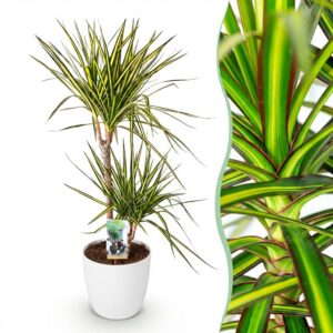 Dracaena Sunray - Drakenbloedboom - Weinig onderhoud - Groen - met Potter Wit