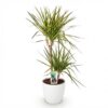 Dracaena Sunray - Drakenbloedboom - Weinig onderhoud - Groen - met Potter Wit