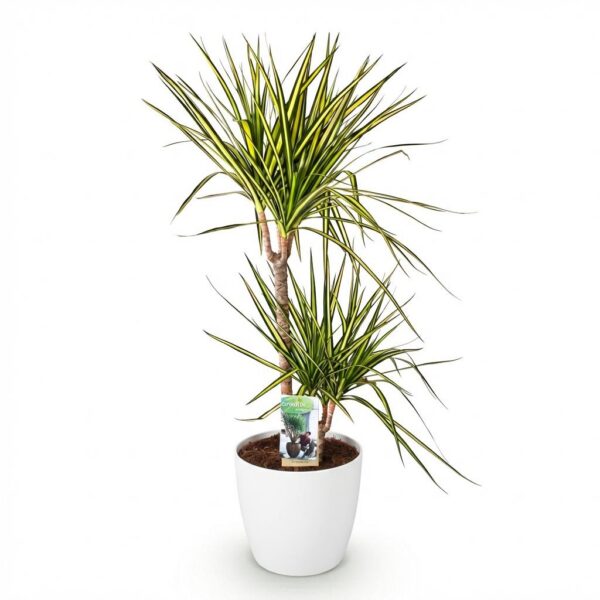 Dracaena Sunray - Drakenbloedboom - Weinig onderhoud - Groen - met Potter Wit