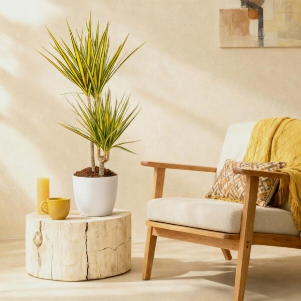 Dracaena Sunray - Drakenbloedboom - Weinig onderhoud - Groen - met Potter Wit