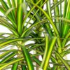 Dracaena Sunray - Drakenbloedboom - Weinig onderhoud - Groen - met Potter Wit