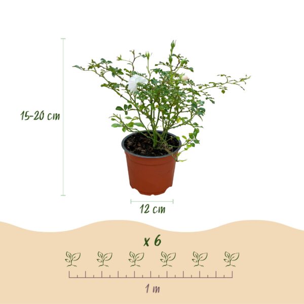 Tuin Roos - Rosa White Fairy - Roos - Winterhard - Wit