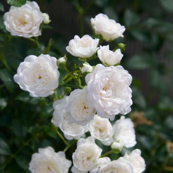 Tuin Roos - Rosa White Fairy - Roos - Winterhard - Wit