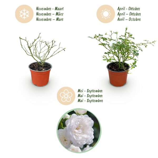 Tuin Roos - Rosa White Fairy - Roos - Winterhard - Wit