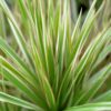 Dracaena Marginata Bicolor - Drakenbloedboom - Weinig onderhoud - Groen - met Potter Grijs