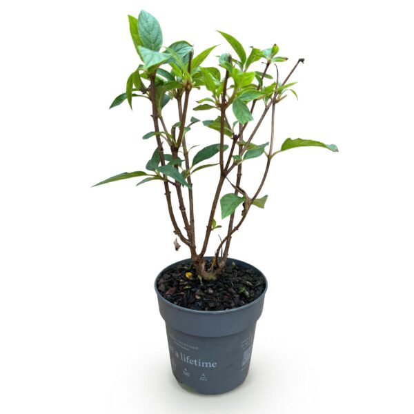 Hydrangea panniculata Living Pink & Rose - Pluimhortensia - Winterhard - Roze