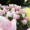 Hydrangea panniculata Living Pink & Rose - Pluimhortensia - Winterhard - Roze