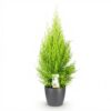 Cupressus Gold Crest Wilma - Kamer conifeer - Weinig onderhoud - Groen - met Potter Grijs