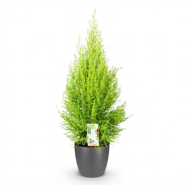 Cupressus Gold Crest Wilma - Kamer conifeer - Weinig onderhoud - Groen - met Potter Grijs