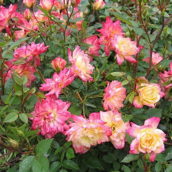Tuin Roos - Rosa Tricolor Fairy - Roos - Winterhard - Geel-Roze