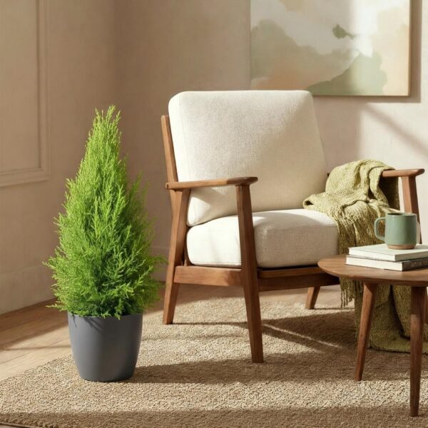 Cupressus Gold Crest Wilma - Kamer conifeer - Weinig onderhoud - Groen - met Potter Grijs
