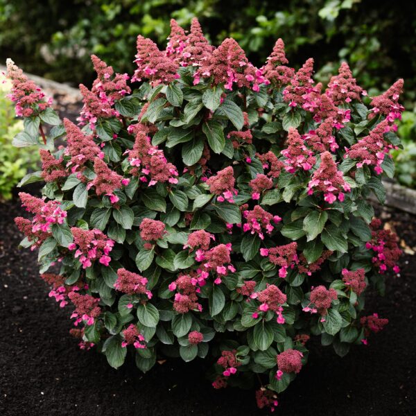 Hydrangea panniculata Living Infinity - Pluimhortensia - Winterhard - Wit