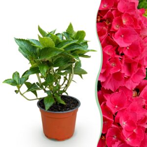 Hydrangea macrophylla Rood - Hortensia - Winterhard - Rood